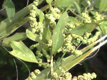 Amaranthus?